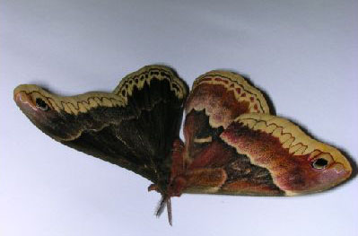 Callosamia promethia gynandromorph winter 2003, Harborcreek PA (Internet Image property of respective owner, non-commercial use only)